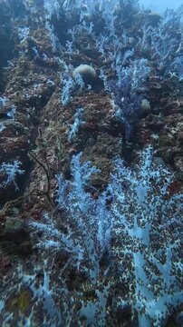 Dazzling underwater scene of soft coral reef in hin muang hin daeng south andaman thailand with diverse marine life