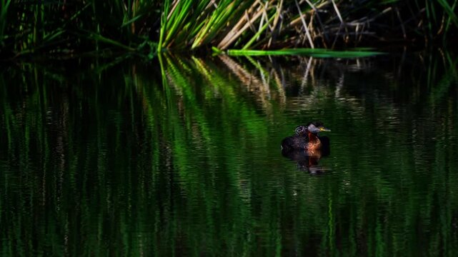 A Red-necked Grebe mother gently swims across a calm lake carrying two young chicks on her back. Surrounded by green aquatic vegetation, this peaceful morning scene showcases remarkable parental care 