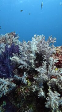 Vibrant underwater scene of soft coral reef at hin muang hin daeng in south andaman thailand for diving enthusiasts