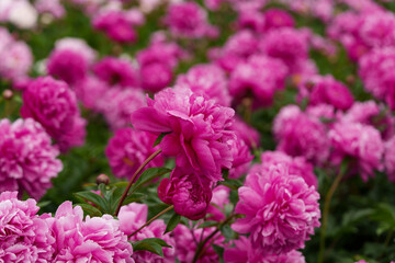 Obraz premium Vibrant pink peony flowers growing in a flowerbed. A spring-summer plant in full bloom. Close-up shot with a beautiful bokeh blurred background.