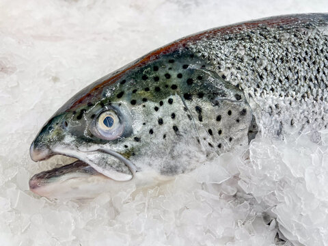 Fresh salmon fish on ice in shellfish for sell at fish market.Fresh fish and seafood.Fish on ice sold in supermarkets. Fish fresh raw at the fish market. Seafood in the shop.Product display shelf.