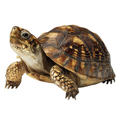 Obraz premium PNG of A detailed close-up of a tortoise showcasing its textured shell and inquisitive expression.
