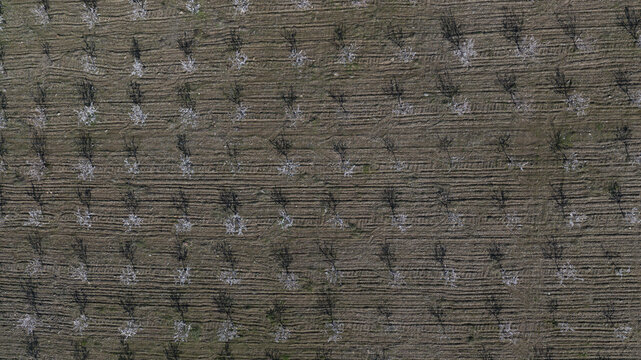 Aerial view of rows of almond trees in bloom with white flowers planted in a tilled brown field in the Portuguese countryside, Portugal.