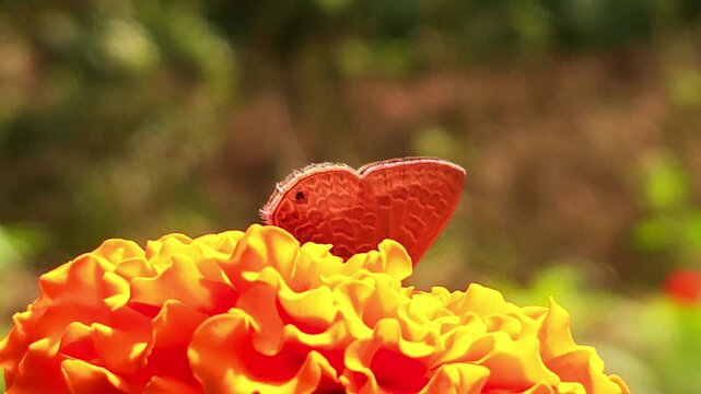 Grass Blue butterfly feeding on the nectar of a vibrant orange marigold flower