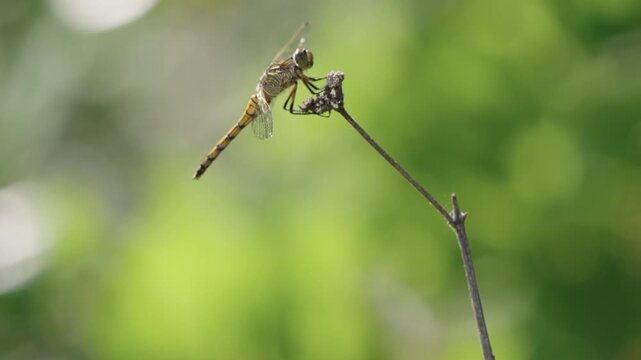 Yellow black striped dragonfly perched on dry stem with green bokeh background
