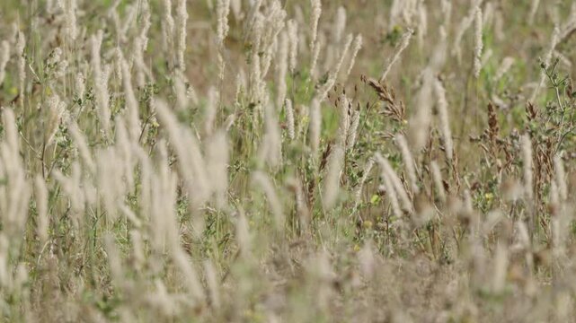 White fluffy hare tail grass seed heads in golden summer meadow