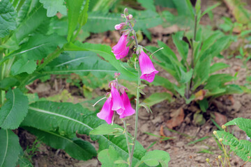 branche de digitale mauve © helenedevun