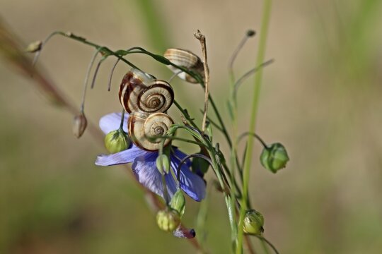  Wei&szlig;e Heideschnecken (Xerolenta obvia) an &Ouml;sterreichischem Lein (Linum austriacum)