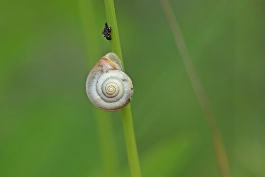 Kart&auml;userschnecke (Monacha cartusiana)