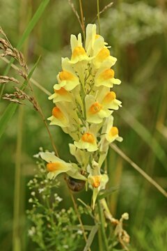 Echtes Leinkraut (Linaria vulgaris)