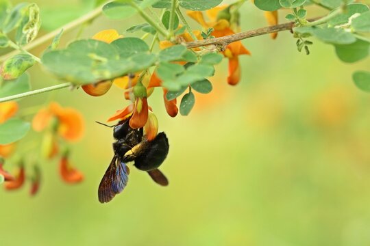 Blauschwarze Holzbiene (Xylocopa violacea) an Gelbem Blasenstrauch (Colutea arborescens)