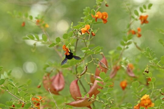 Blauschwarze Holzbiene (Xylocopa violacea) an Gelbem Blasenstrauch (Colutea arborescens)