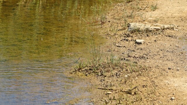 Junge &Ouml;stliche Ringelnatter (Natrix natrix) schwimmt im Geiseltalsee