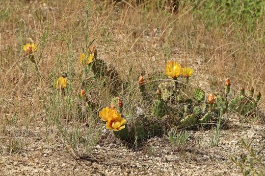 Bl&uuml;hende Opuntia phaeacantha am Geiseltalsee
