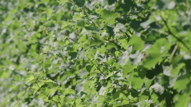 Young green grape leaves and tendrils in soft sunlight