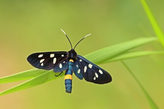  Wei&szlig;fleck-Widderchen (Amata phegea)