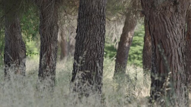 Tall tree trunks in peaceful pine forest with soft sunlight