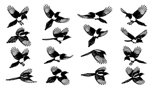 Hand Drawn Flying Magpie Bird Vector Set Engraved Wildlife Illustration Isolated on White Background