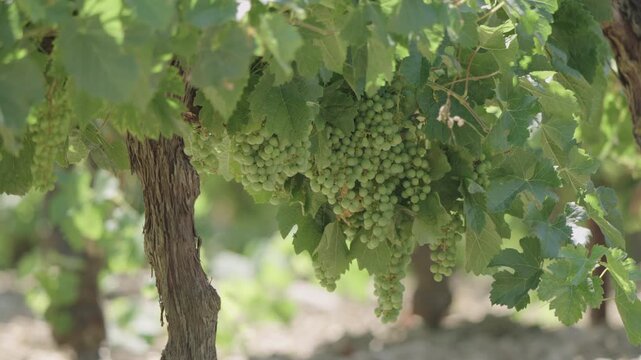 Green grapes on vine with sunlight filtering through leaves