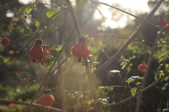 abutilon plant