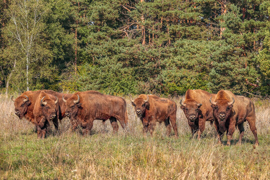 European bison herd grazing in meadow at forest edge