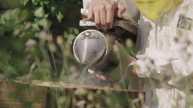Beekeeper in white suit using smoker on beehive