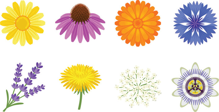 Medicinal herbs and healing wildflower heads flat vector illustration icons set for cosmetic commercial design