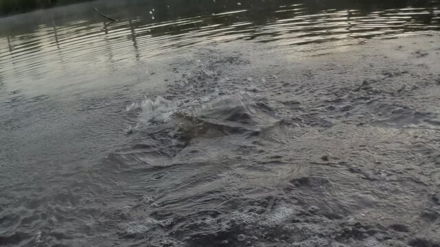 Largemouth Bass (Micropterus salmoides) fishing in Georgia, trophy bass hooked and jumping at sunset, slow-motion, 1/2th natural speed. the most popular freshwater sportfish in North America