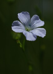 fleur de lin © pia