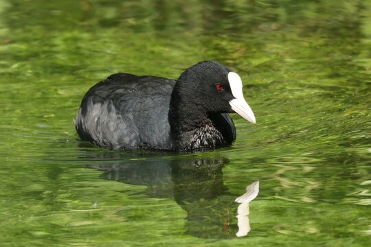 foulque