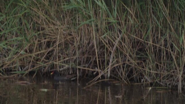 Dark waterbird with red beak hiding among dense wetland reeds