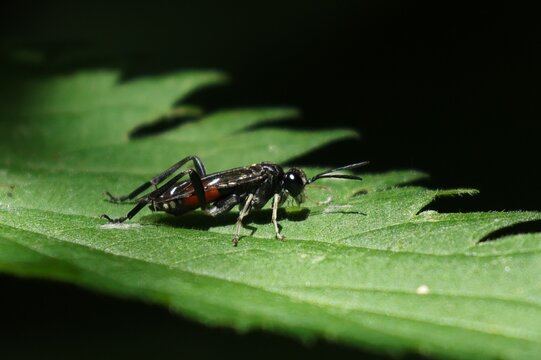 insecte