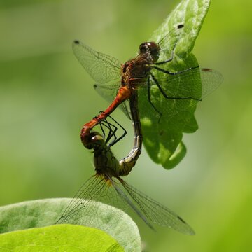 libellules