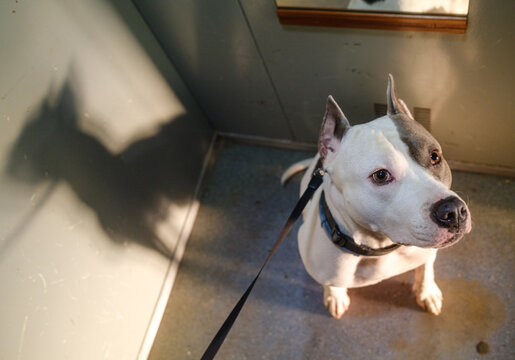 Cute Dog Waits Patiently For A Walk In The Elevator
