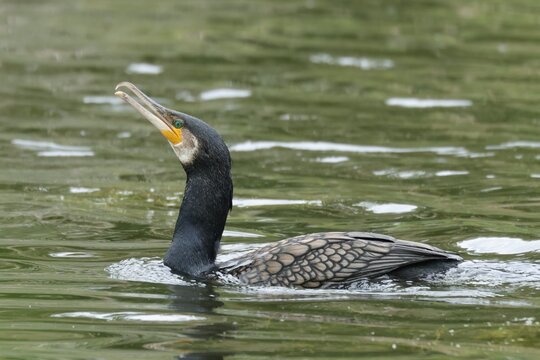 cormoran