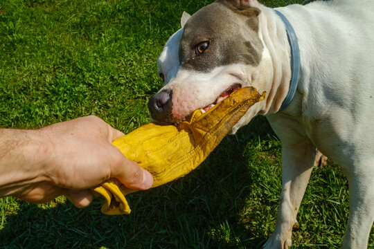 Dog and Person Play Tug-Of-War With Work Glove 