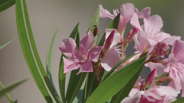 Pink oleander flowers with small insect on green leaf close-up