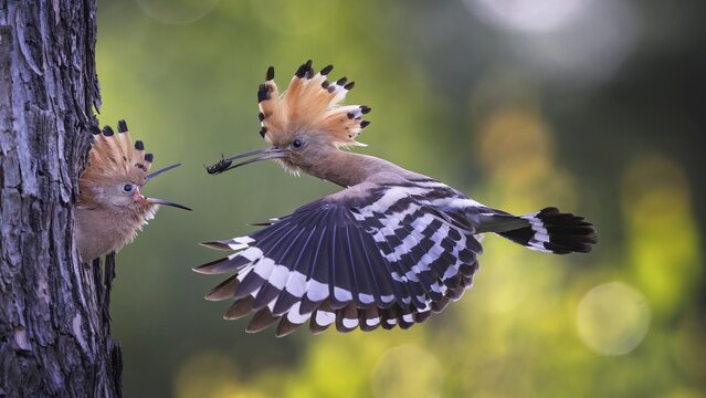 Hoopoe (Upupa epops) Bird of the Year 2022, male with a beetle as food for the young bird, feeding, courtship feeding, erected canopy, golden hour, backlight, sunlight, rising sun, breeding cave, approach, Middle Elbe Biosphere Reserve, Saxony-Anhalt, Germany