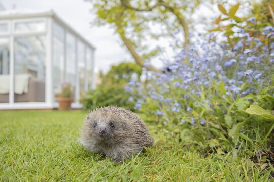 European hedgehog (Erinaceus europaeus) adult animal on an urban garden grass lawn in the spring with a conservatory in the background, England, United Kingdom