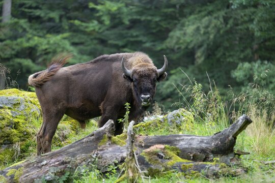 Wisent (Bison bonasus) bull in near-natural habitat, eats grass, captive, Germany