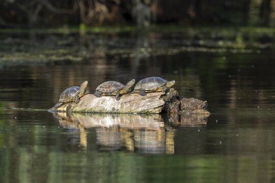 Pond turtle (Emys cularis) basking on a tree trunk in the water, amphibian, Danube Delta, Romania