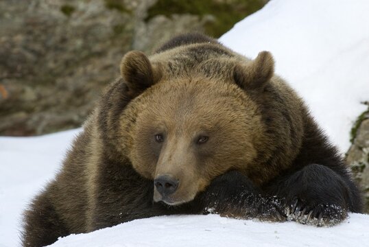 Brown Bear (Ursus arctos), in the Nationalpark Bayerischer Wald, Bavarian Forest National Park, Bavaria, Germany, Europe