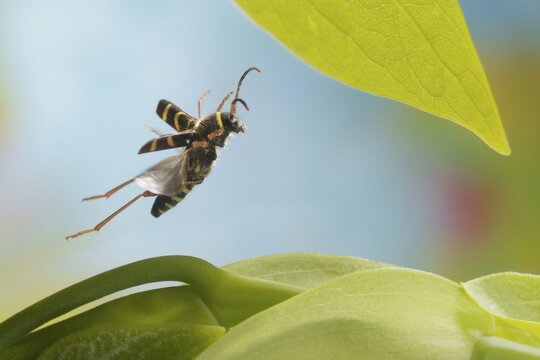 Wasp Beetle (Clytus arietis)
