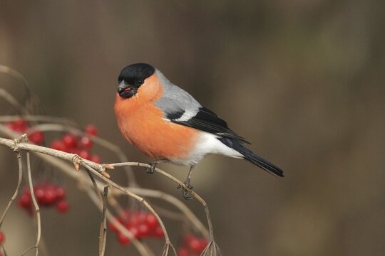 Bullfinch (Pyrrhula pyrrhula) Male eats berries of the common snowball bush (Viburnum opulus) Allg&auml;u, Bavaria, Germany, Allg&auml;u, Bavaria, Germany