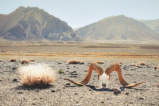 Ram skull with large horns lying on arid Pamir Highway plain Tajikistan symbolizing climate change and heated places
