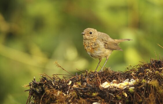 European robin (Erithacus rubecula) fledgling at summer feeding, Allg&auml;u, Bavaria, Germany