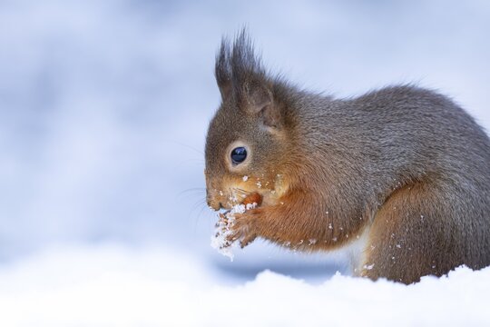 Red squirrel (Sciurus vulgaris) adult animal eating a nut in snow in winter, England, United Kingdom