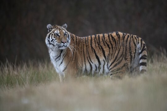 Siberian tiger (Panthera tigris altaica) standing attentively in the grass, captive, Czech Republic