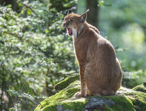 Eurasian lynx (Lynx lynx) sitting on a moss-covered rock in the forest and yawning, teeth visible, captive, Bavarian Forest National Park, Bavaria, Germany