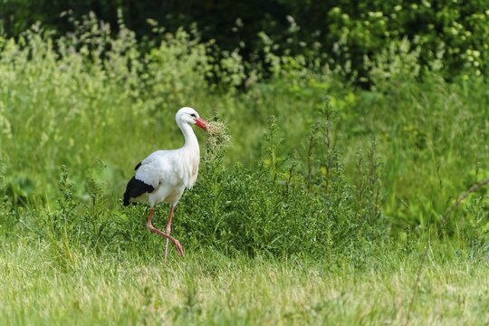 A stork with grass in its beak on a green meadow, white stork (Ciconia ciconia), wildlife, Germany